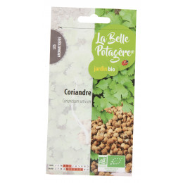 Coriandre 1g - Coriandrum sativum