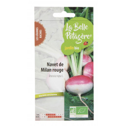 Navet de Milan rouge 1g - Brassica rapa L.