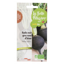 Radis noir gros rond d'hiver 4g - Raphanus sativus L.