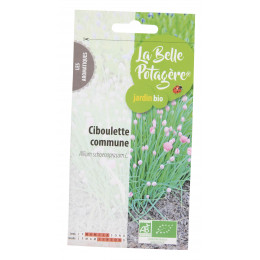 Ciboulette commune 0,5g - Allium schoenoprasum L.