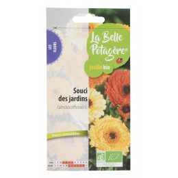 Souci des jardins - Calendula afficinalis L.