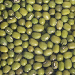 Graines à germer - Haricot Mungo (Soja vert) BIO