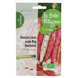 Haricot coco nain big Borlotto - Phaseolus vulgaris L.