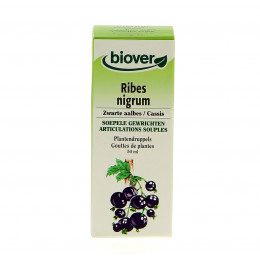 Ribes nigrum - Cassis - Teinture Mère