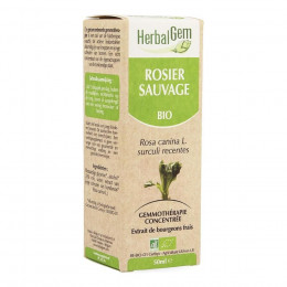 Rosier sauvage Macérat concentré de bourgeons Bio 50 ml