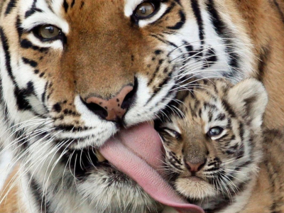 Journée mondiale du tigre : zoom sur les imprimés tigre