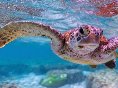 Au cœur de l'océan : Journée européenne de la mer