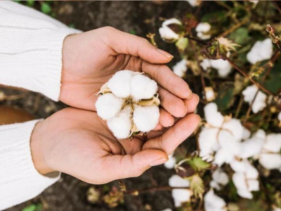 Le coton biologique dans tous ses états